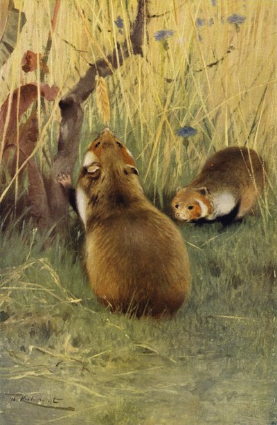 Hamster door after Wilhelm Kuhnert