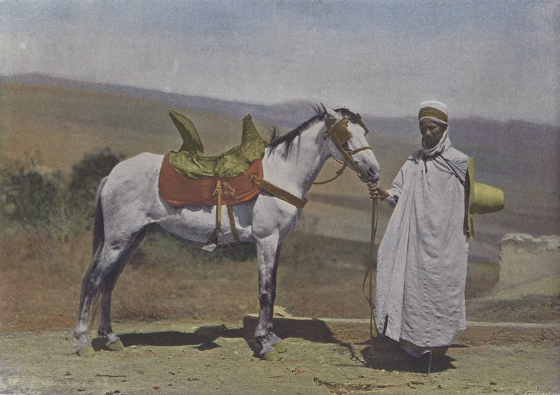 Le Cheval arabe door (after) French Photographer