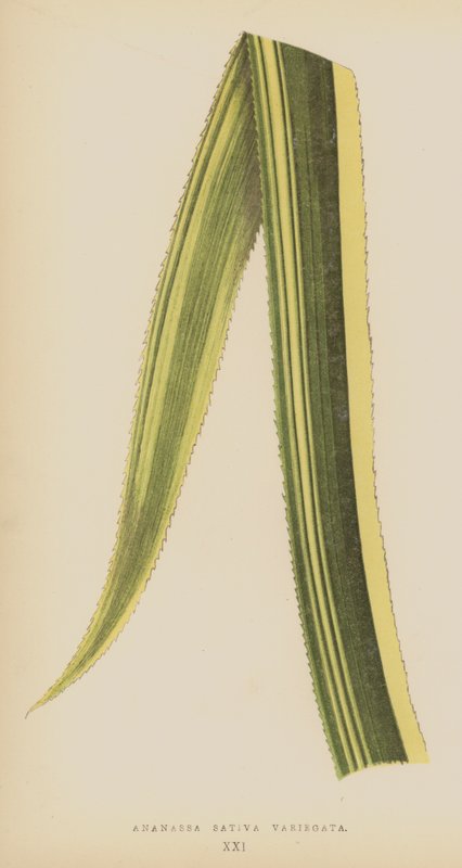 Ananassa Sativa Variegata door English School