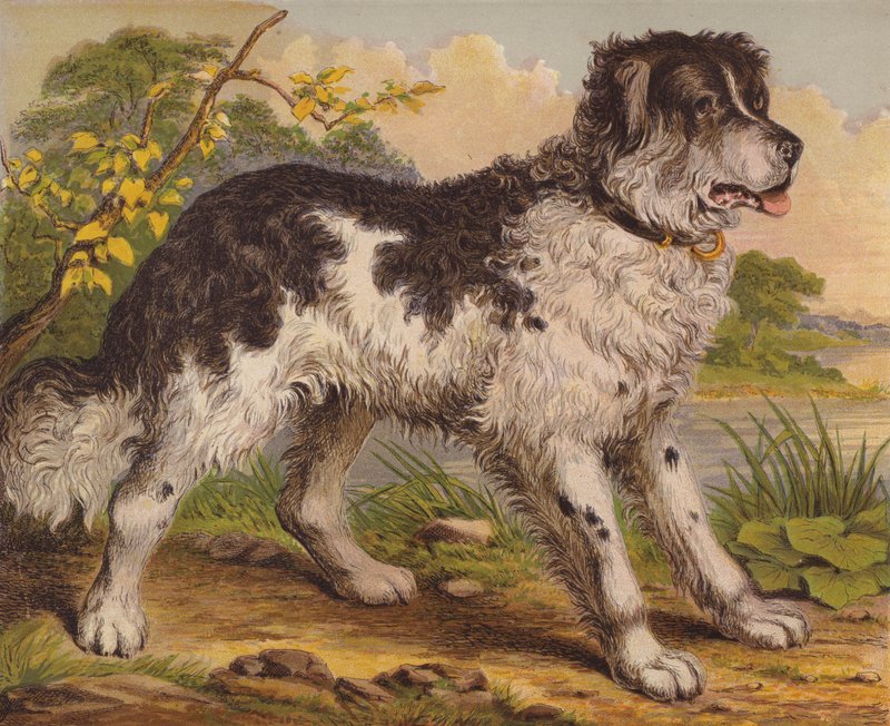 Grote Honden door English School