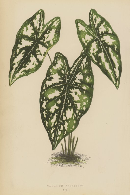 Caladium Argyrites door English School