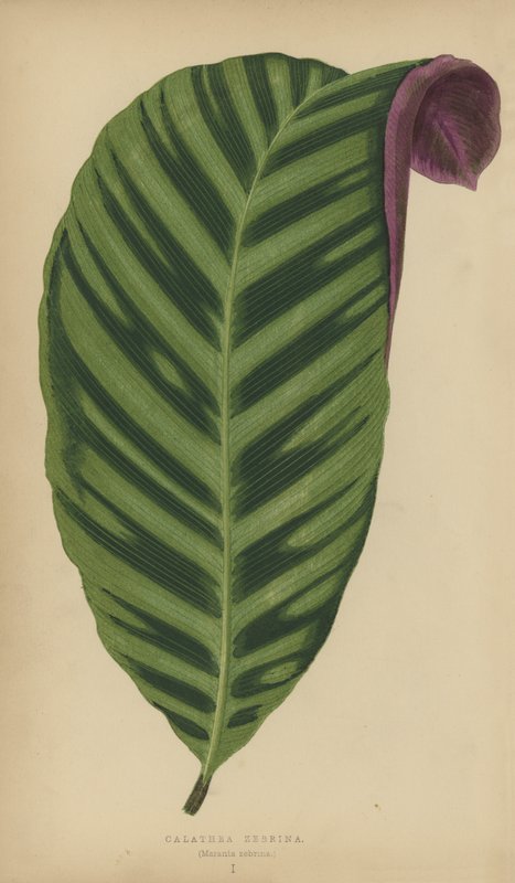 Calathea Zebrina, Maranta zebrina door English School