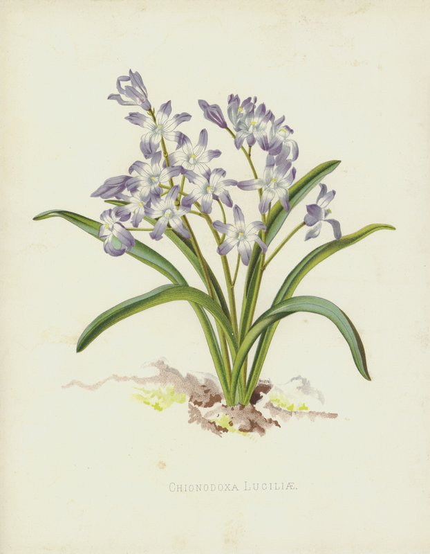 Chionodoxa Luciliae door English School