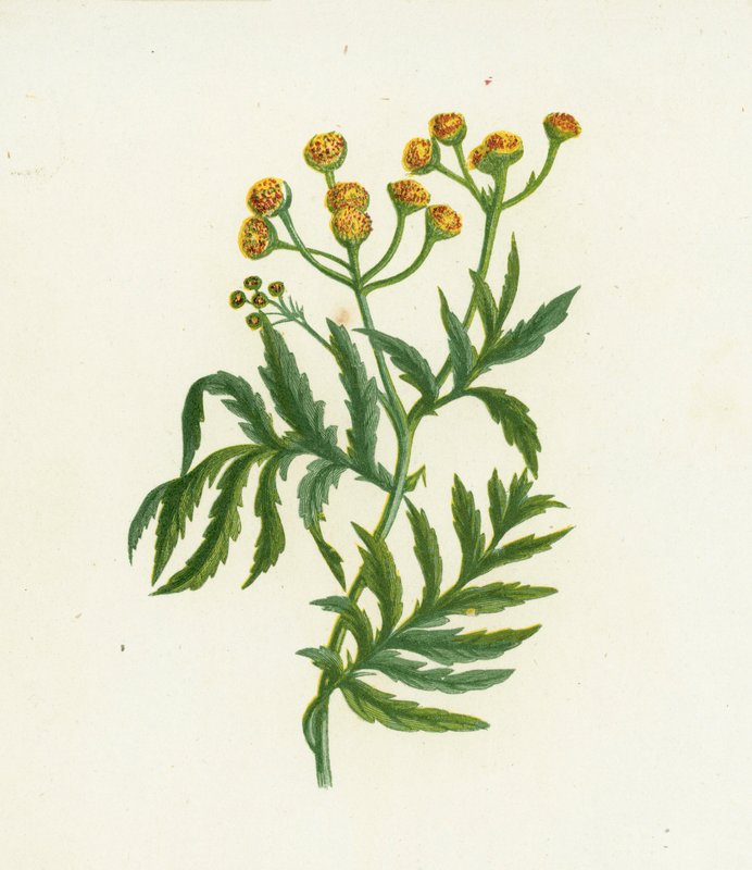 Boerenwormkruid, Tanacetum Vulgare door English School