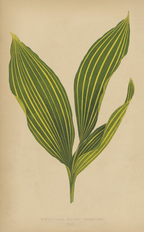 Convallaria Majalis Variegata door English School