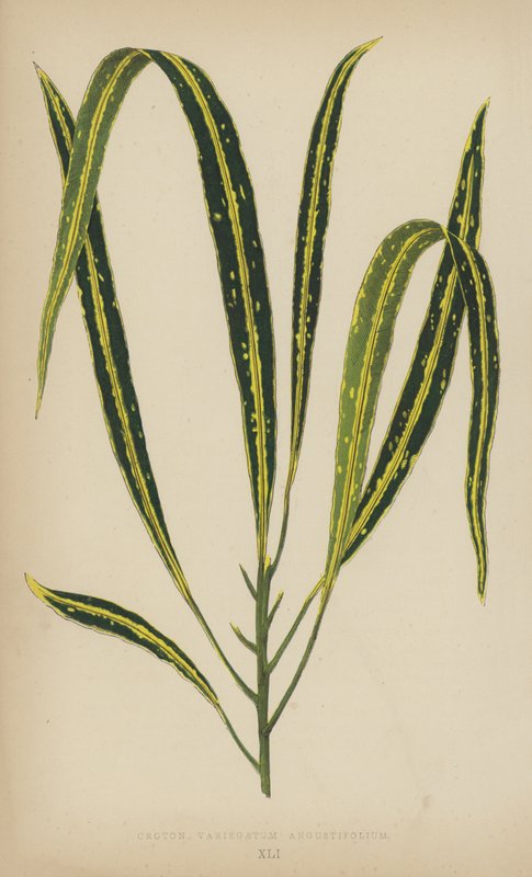 Croton Variegatum Angustifolium door English School