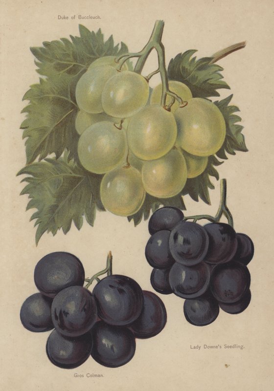 Hertog van Buccleuch, Gros Colman, Lady Downes Seedling door English School