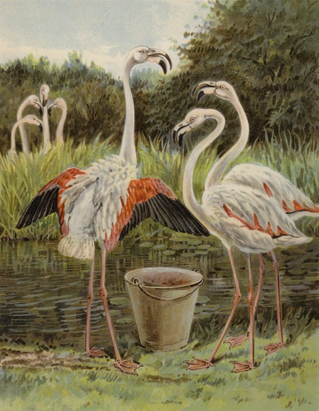 Voedende flamingo