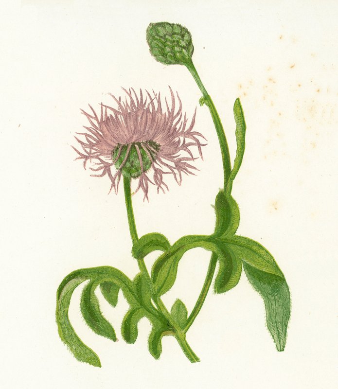 Grote centaurie, Centaurea Scabiosa door English School