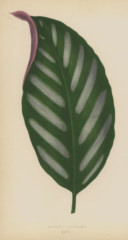 Maranta Porteana door English School