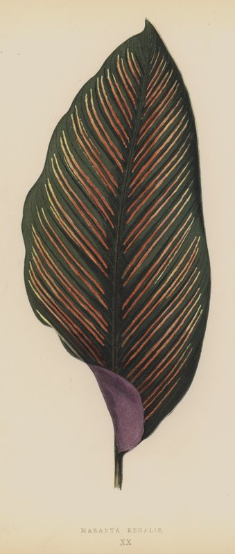 Maranta Regalis door English School