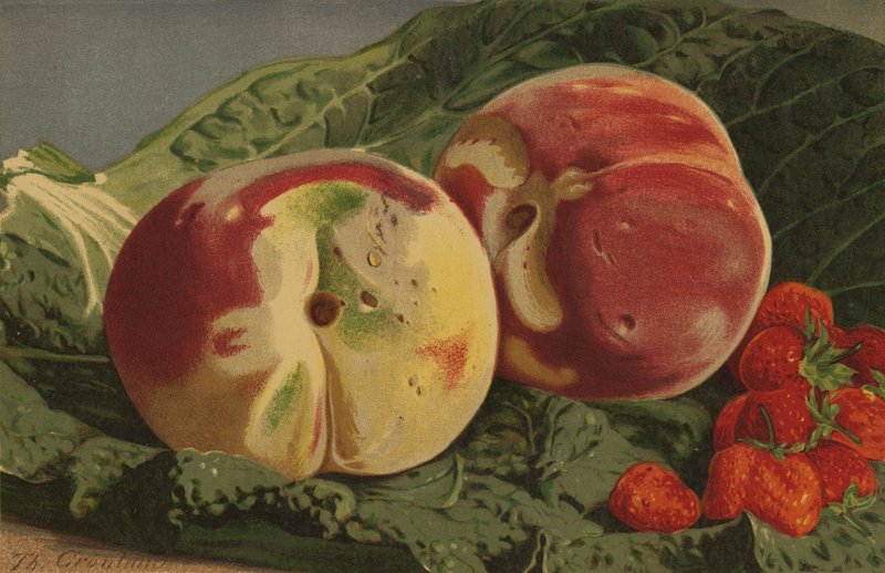 Perziken en Aardbeien door English School