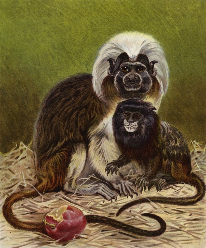 Pinche Marmoset en Negro Tamarin door English School