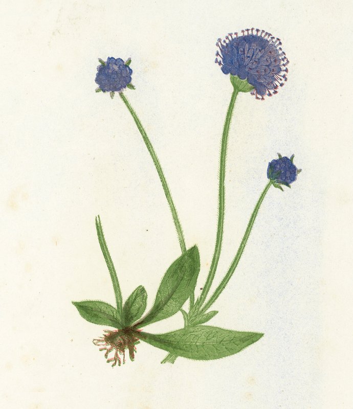 Blauwe knoop, Scabiosa Succisa door English School