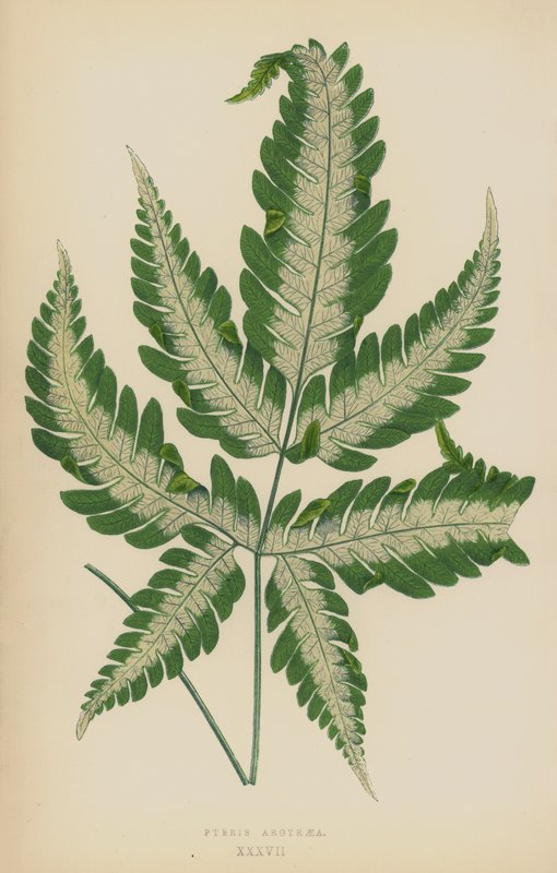 Pteris Argyraea door English School