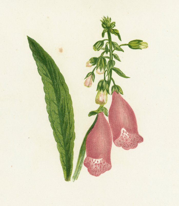 Vingerhoedskruid, Digitalis Purpurea door English School