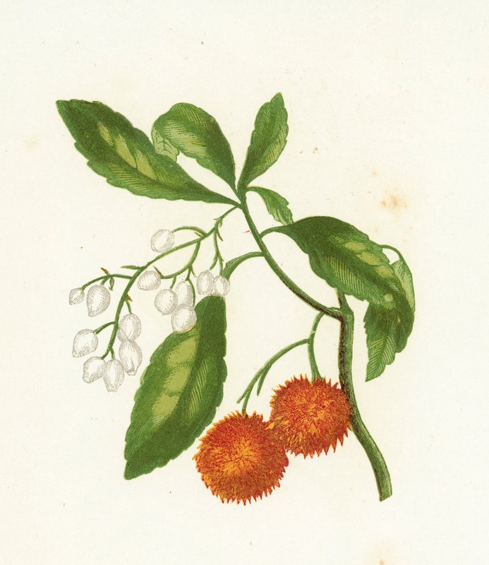 Aardbeiboom, Arbutus Unedo door English School