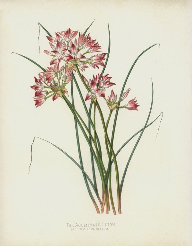 De Spitse Ui, Allium Acuminatum door English School