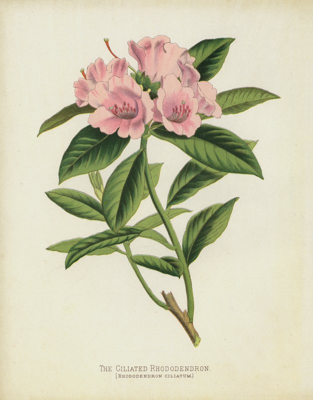 De Ciliated Rhododendron, Rhododendron Ciliatum door English School