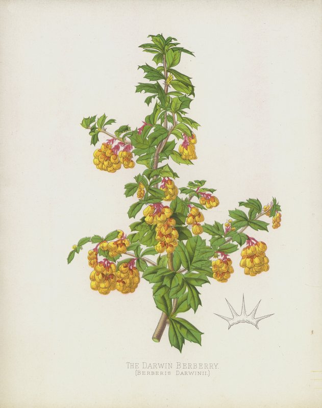 De Darwin Berberis, Berberis Darwinii door English School