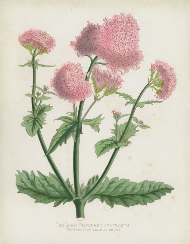 De Langbloemige Centranth, Centranthus Macrosiphon door English School