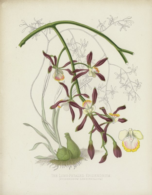 De Langbladige Epidendrum, Epidendrum Longipetalum door English School