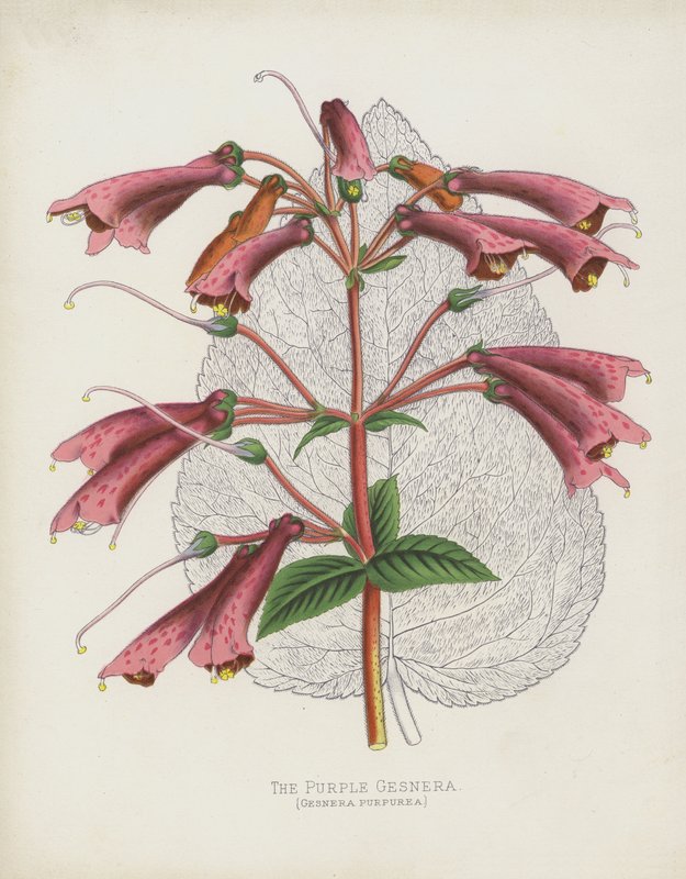 De Paarse Gesnera, Gesnera Purpurea door English School