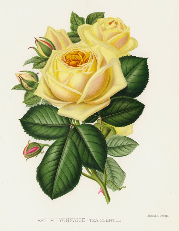 De Rozen Tuin: Belle Lyonnaise, Thee Geurend door English School