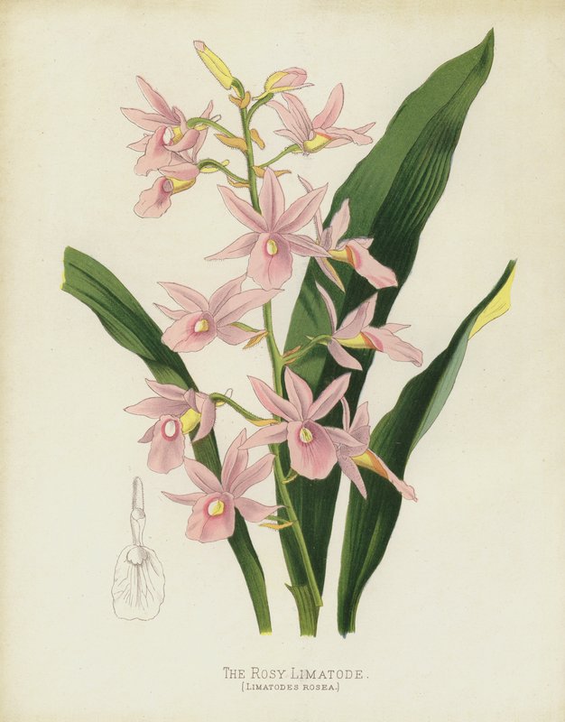 De Roze Limatode, Limatodes Rosea door English School