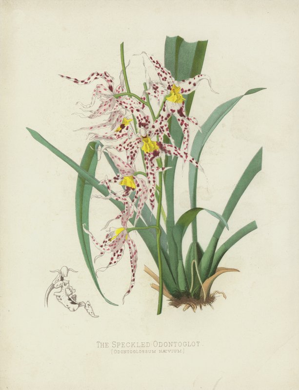 De Gevlekte Odontoglot, Odontoglossum Naevium door English School