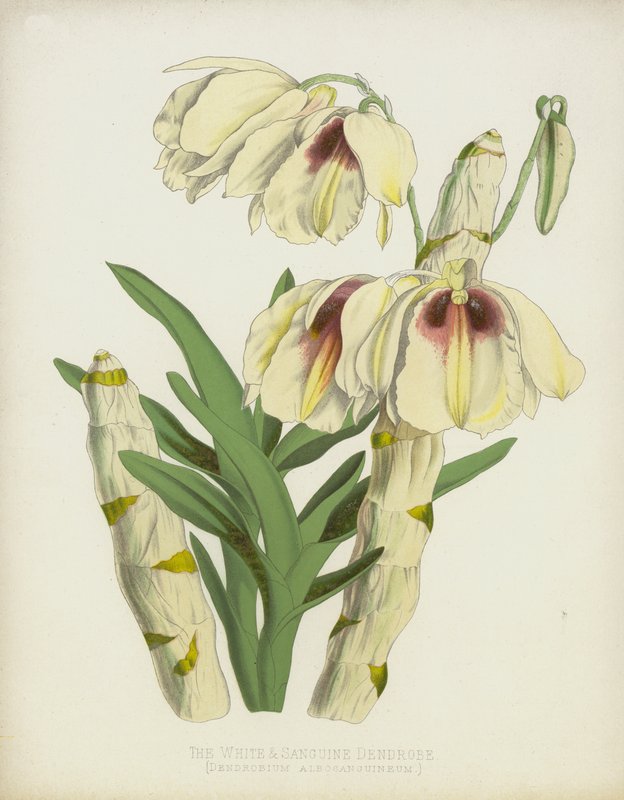De Witte en Bloedrode Dendrobe, Dendrobium Albosanguineum door English School
