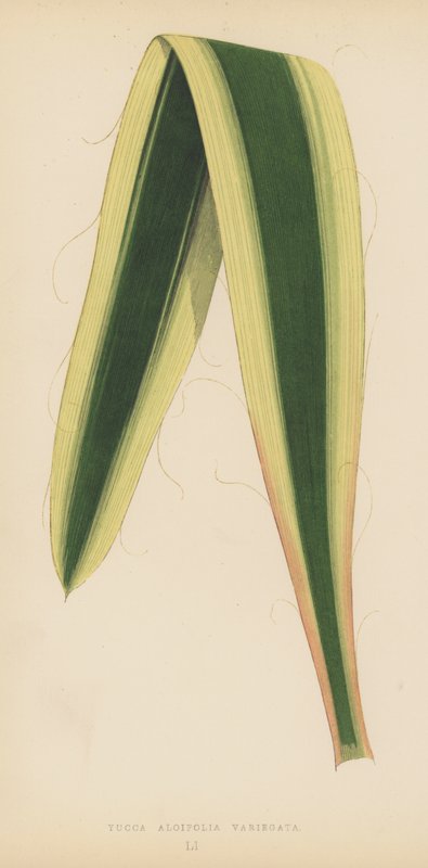 Yucca Aloifolia Variegata door English School