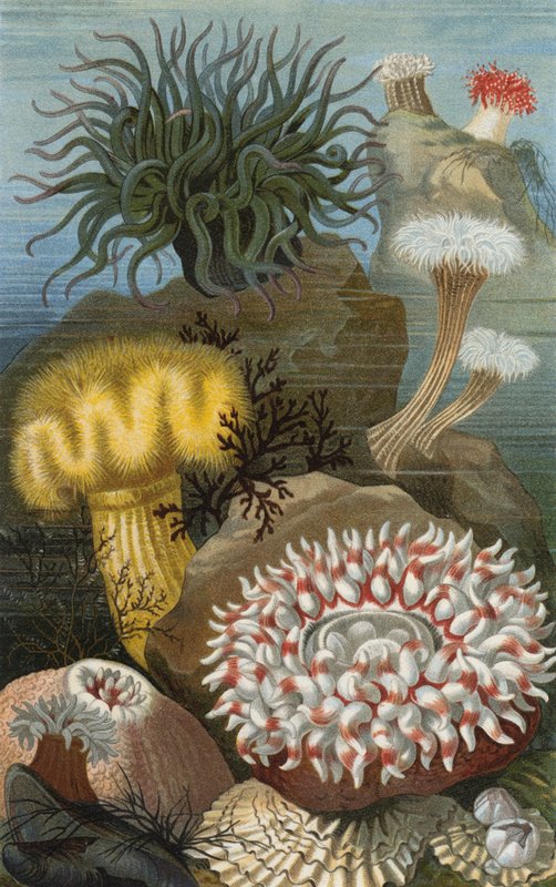 Zeeanemonen door European School