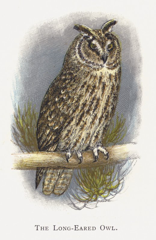 De Ransuil door Alexander Francis Lydon