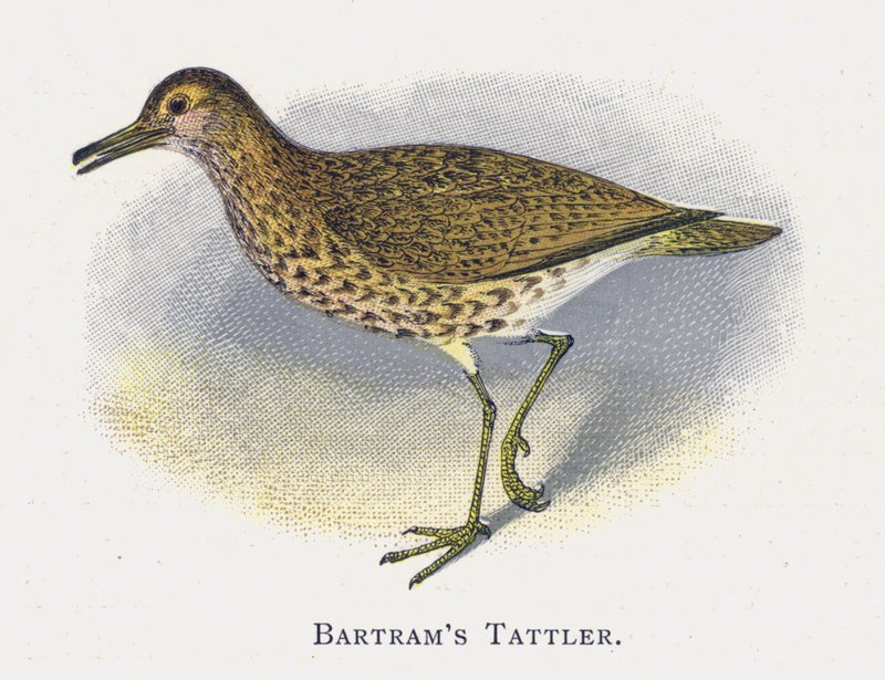 Batrams Strandloper door Alexander Francis Lydon