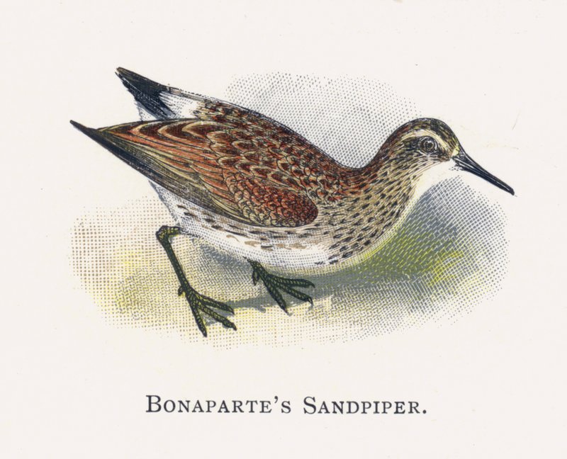 Bonapartes Strandloper door Alexander Francis Lydon
