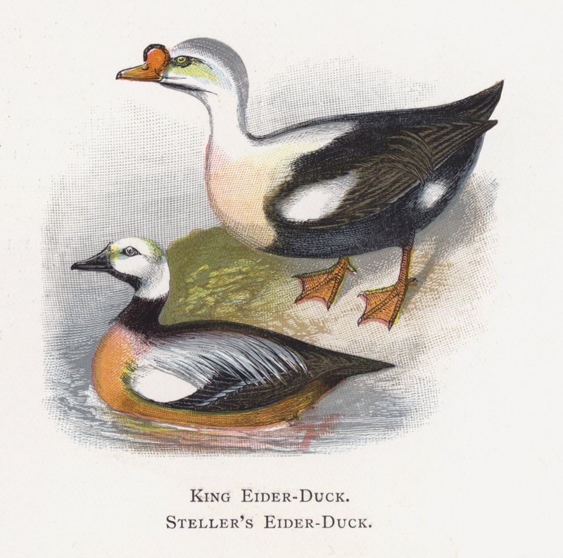 De Koningseider, De Stellers Eider door Alexander Francis Lydon