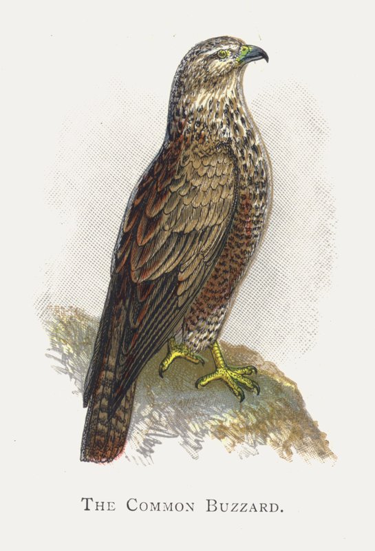 De Buizerd door Alexander Francis Lydon