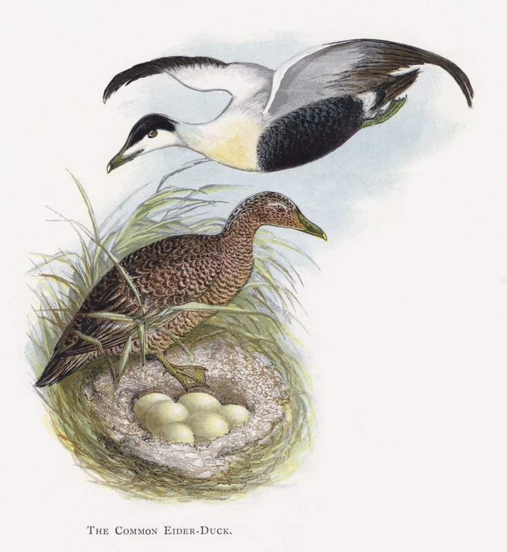De Eider door Alexander Francis Lydon