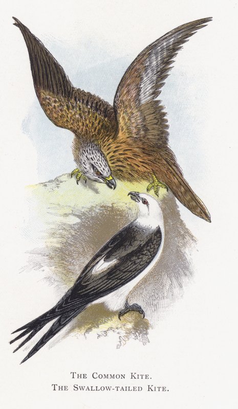 De Wouw, De Zwaluwstaartwouw door Alexander Francis Lydon