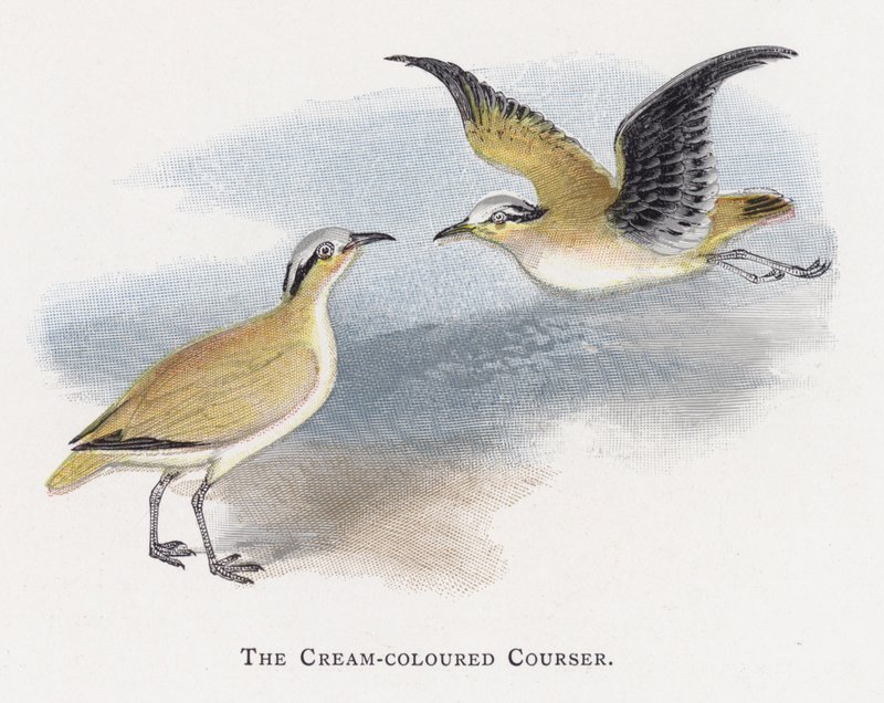 De Renvogel door Alexander Francis Lydon