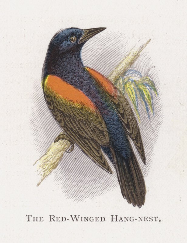 De Roodvleugel Hangnest door Alexander Francis Lydon