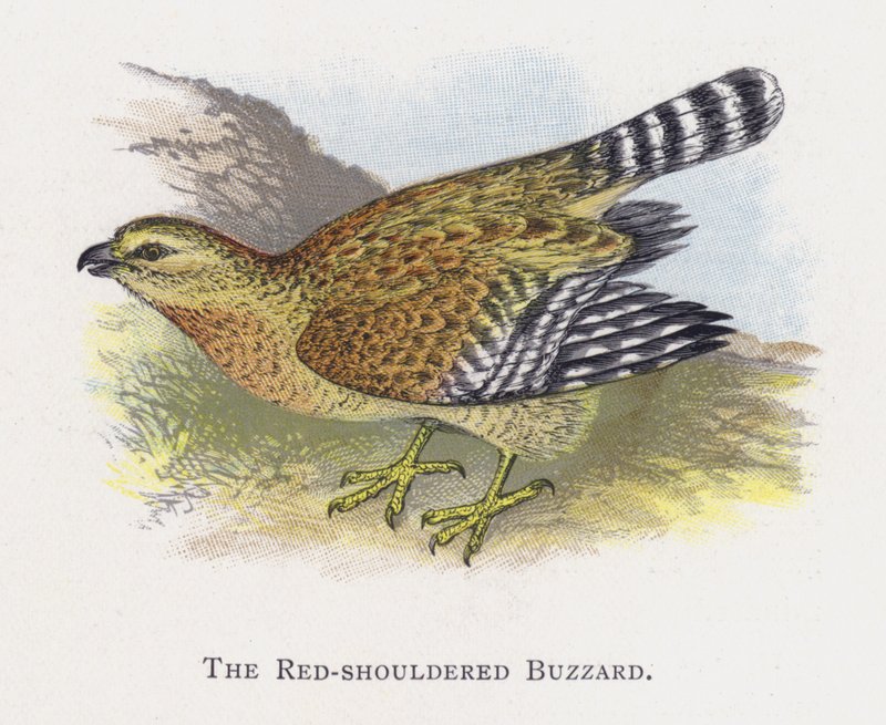 De Roodschouderbuizerd door Alexander Francis Lydon