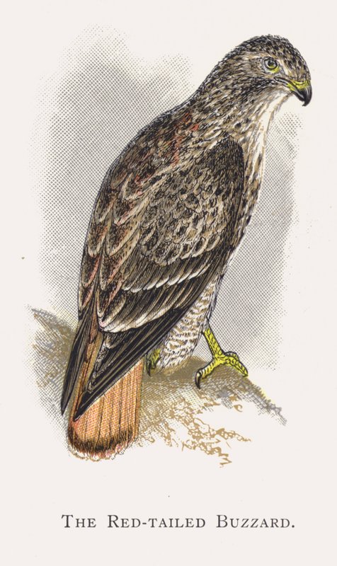 De Roodstaartbuizerd door Alexander Francis Lydon