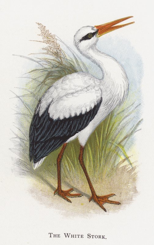 De Witte Ooievaar door Alexander Francis Lydon