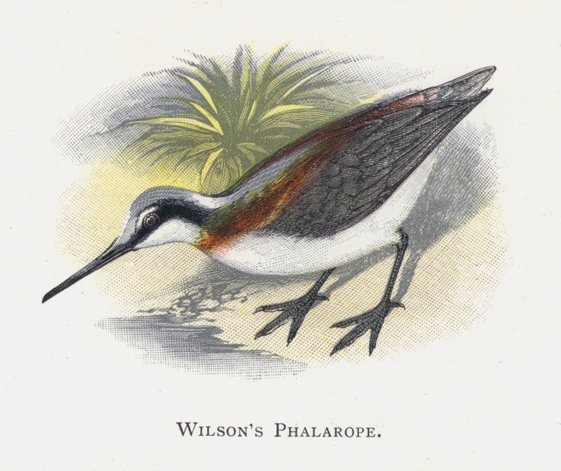 Wilsons Falarope door Alexander Francis Lydon