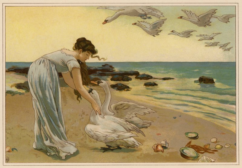 De witte zwanen door Alice Havers