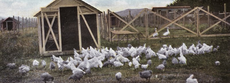 Oregon: Pluimveehouderij door American Photographer (after)