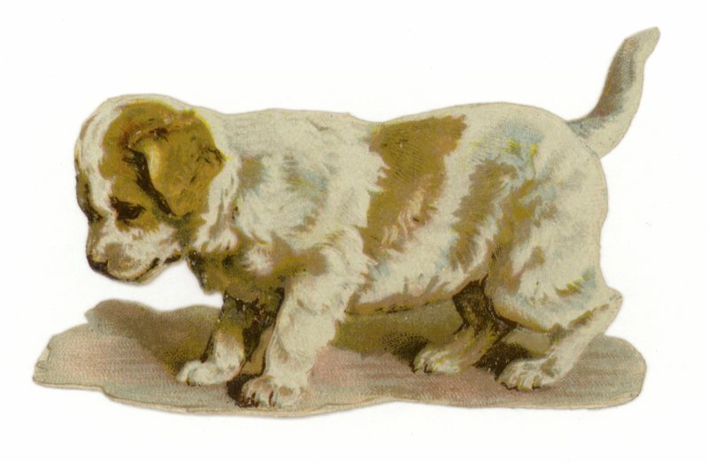 Puppy staand door American School