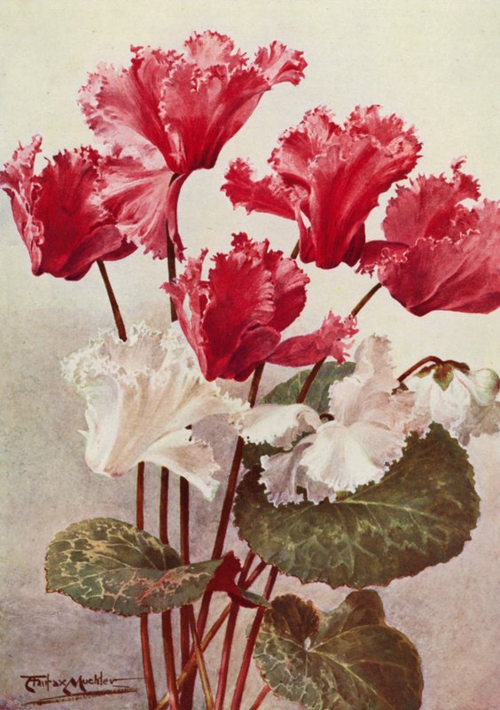 De vlindercyclamen door Angelo Fairfax Muckley